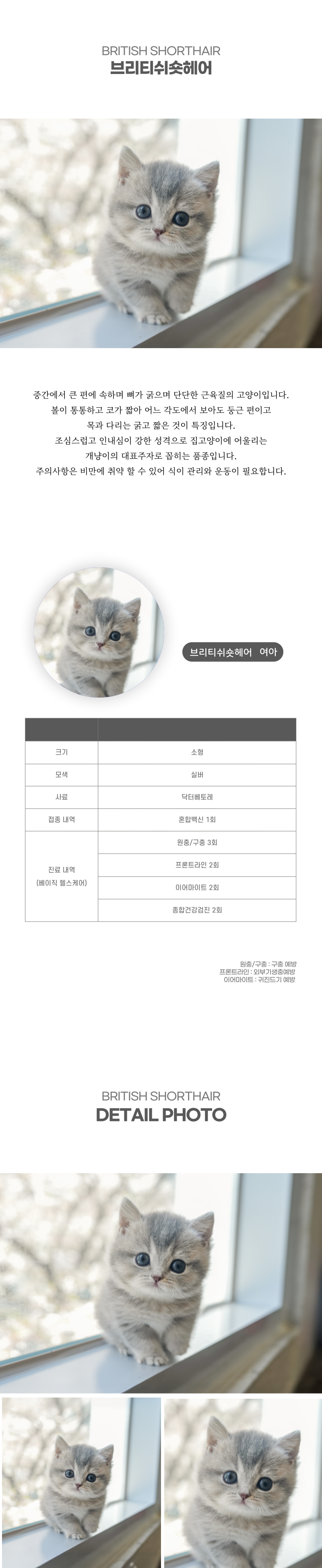 브리티쉬숏헤어_상세이미지_2